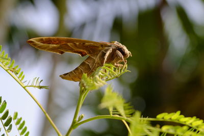 Close-up of butterfly pollinating on flower