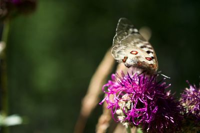 Close-up of butterfly pollinating on purple flower