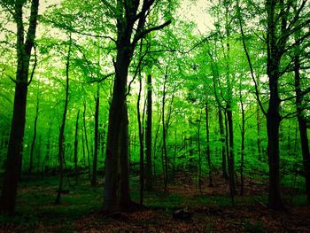 Trees in forest