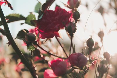 Close-up of pink flowering plants