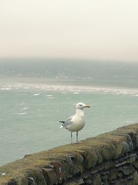 Seagull perching on rock by sea against sky