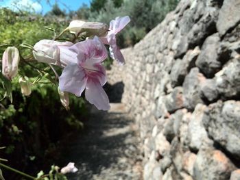 Close-up of pink flowers