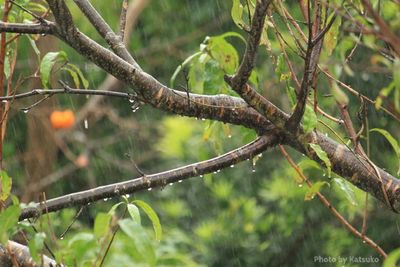 Close-up of leaves on branch