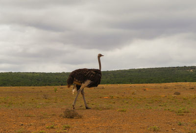 View of horse standing on field