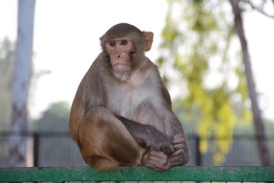 Portrait of monkey sitting outdoors