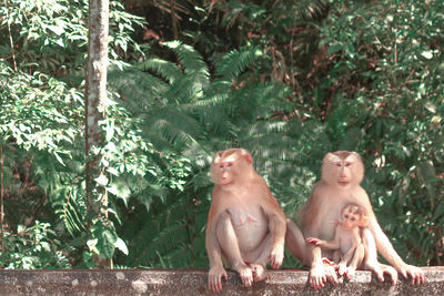 Group of people sitting on plants against trees