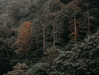 Low angle view of trees in forest during autumn