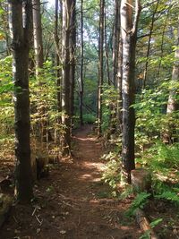 Trees in forest