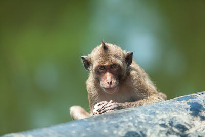 Portrait of monkey on rock