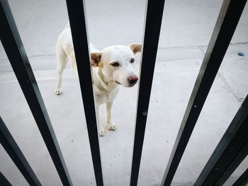 High angle portrait of dog standing on railing