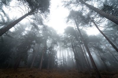 Low angle view of sunlight streaming through trees in forest