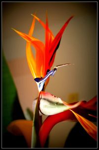 Close-up of red flower