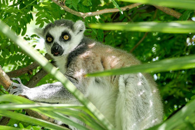 Portrait of a lemur on tree