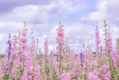 Close-up of pink flowering plants against sky