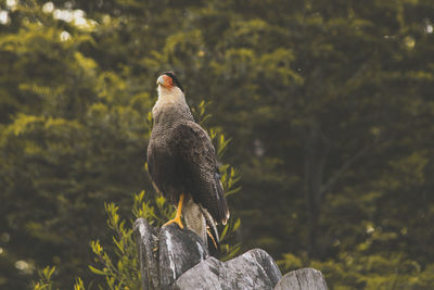 Bird perching on tree