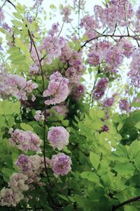 Close-up of pink flowers on tree