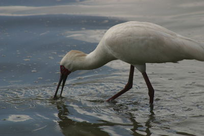 High angle view of white ibis in lake