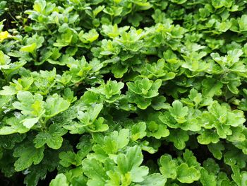 Full frame shot of green leaves