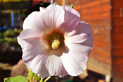 Close-up of pink hibiscus blooming outdoors