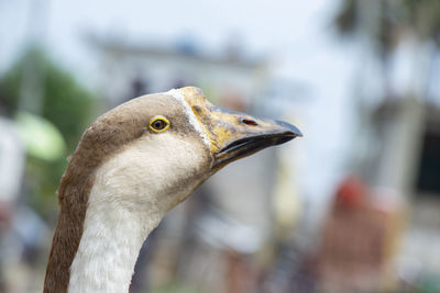 Close-up of a bird