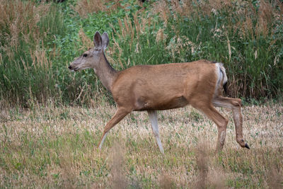 Side view of deer standing on field