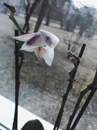 Close-up of flower against blurred background