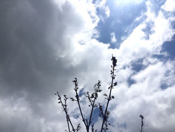 Low angle view of flowering plant against cloudy sky