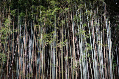 Bamboo trees in forest
