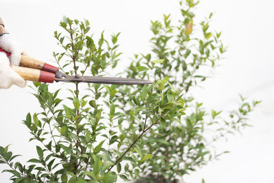 Person holding plant