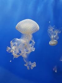 Jellyfish swimming in sea