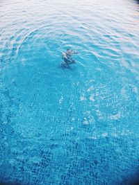 High angle view of man swimming in pool