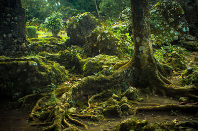 Trees growing in forest