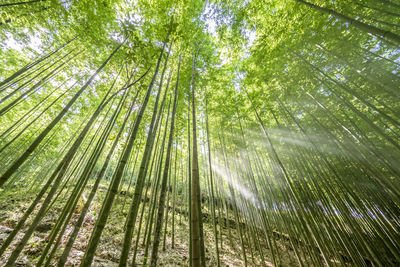 Early morning in the bamboo forest