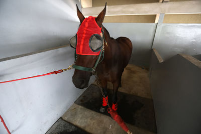 High angle view of horse standing on wall