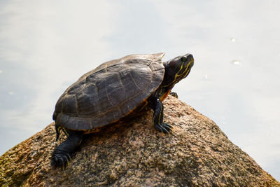 Close-up of turtle