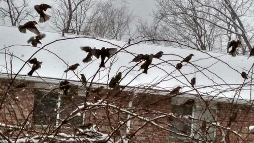 Low angle view of birds perching on bare tree