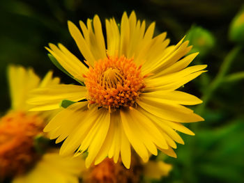 Close-up of yellow flower