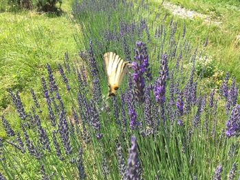 Close-up of purple flowering plants on land