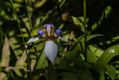 Close-up of insect on purple flower