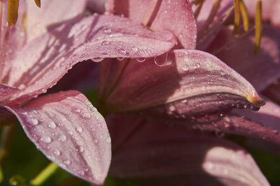 Close-up of raindrops on pink flower