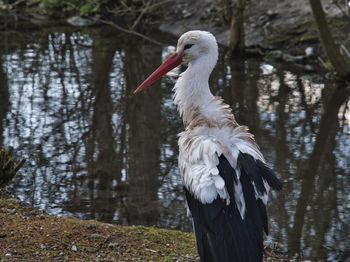 Duck in a lake