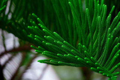 Close-up of water drops on pine tree