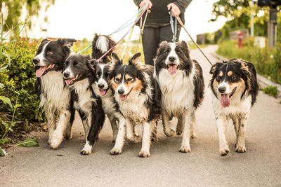 Dogs standing outdoors