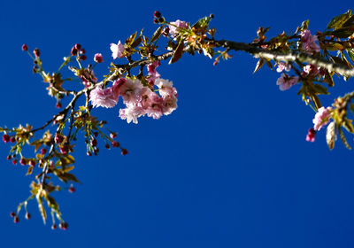 Low angle view of cherry blossoms against blue sky