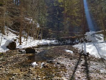 Snow covered trees in forest