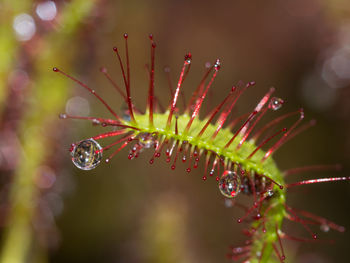 Close-up of water drops on plant