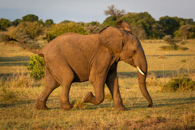 African bush elephant runs across sunlit savannah