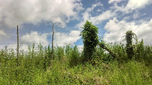 Plants growing on land against sky