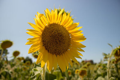 Close-up of sunflower against sky