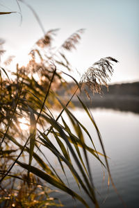 Close-up of silhouette plant against lake during sunset